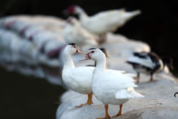 Finca Santa Emilia, un rincón para dejarse consentir por la madre naturaleza