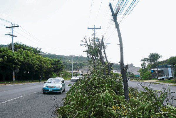Alcaldía tras la pista de responsables de tala