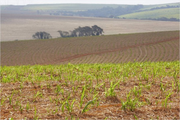 Bayer fortalece producción de azúcar en Honduras