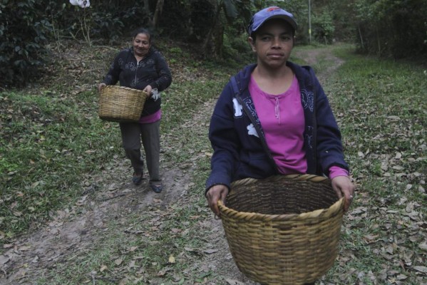 En Asociación Compartir cultivan la solidaridad a través del grano de café