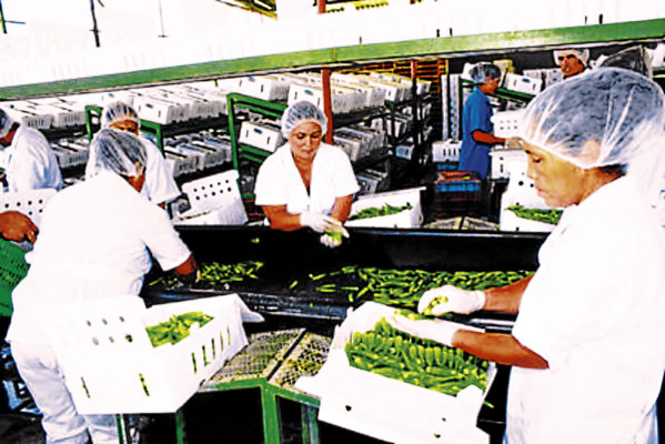 Zona sur afianza su poderío con las exportaciones agrícolas