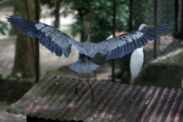 En proceso de transformación el zoológico Rosy Walther