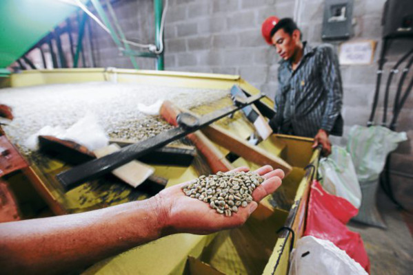 Mágico grano que conquista el paladar de los sanmarqueños