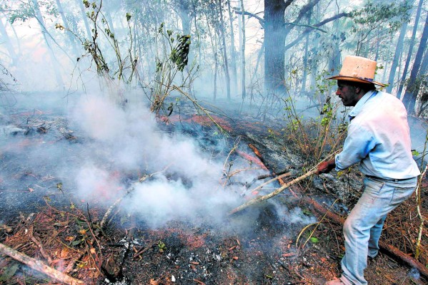 Devastado bosque capitalino
