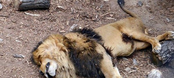 Hombre que se tiró a jaula de leones creía que era Jesucristo