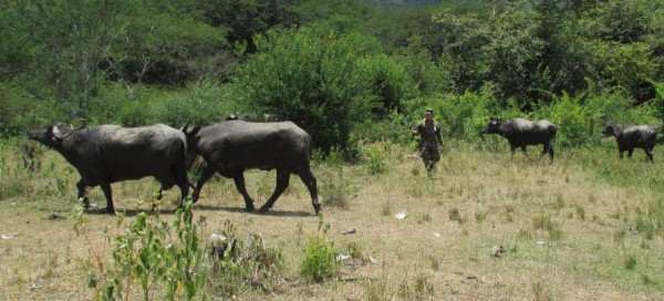 Fértil y muy variada, conozca la ruta agroturística de Comayagua