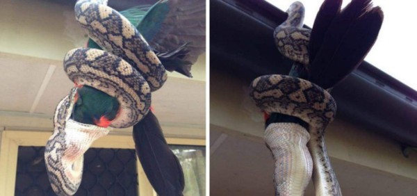 Momento en que una pitón devora a un papagayo