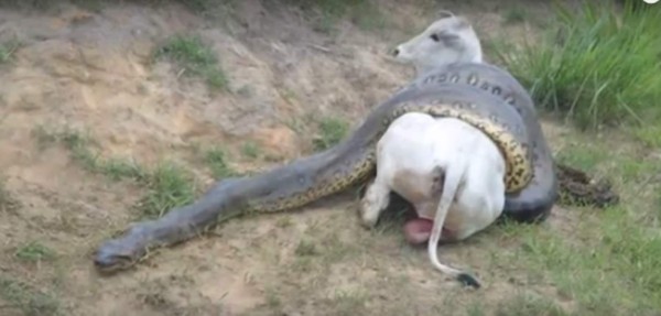 Así reaccionó un grupo de personas ante ataque de una anaconda