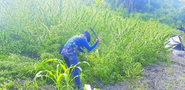 Incautan en Tocoa unas 15 mil plantas de marihuana