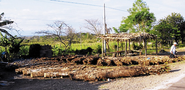 Se extingue el vino de coyol en el oriente de Honduras