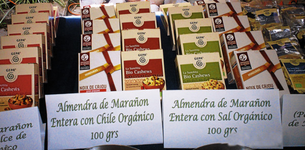 Renuevan plantaciones de marañón en cuatro municipios del sur