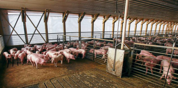 Cómo y a dónde trasladar a 500.000 cerdos abandonados en faenadora