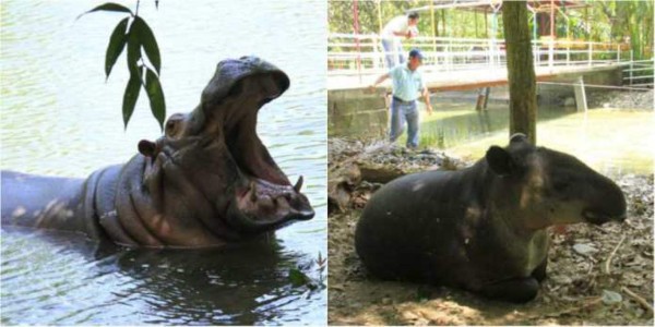Decomisan animales en el parque San Ignacio en Omoa