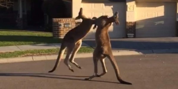 Pelea de canguros