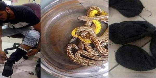 Hombre es detenido en el aeropuerto por querer viajar con 10 serpientes