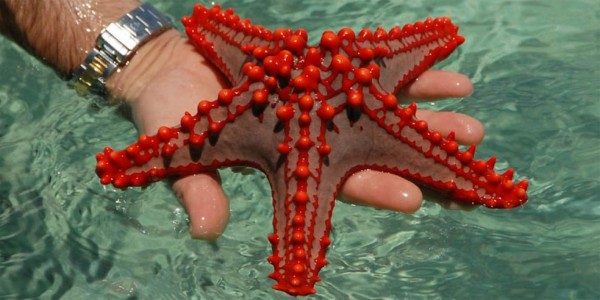 La estrella de mar está muriendo, ¿es responsable el cambio climático?