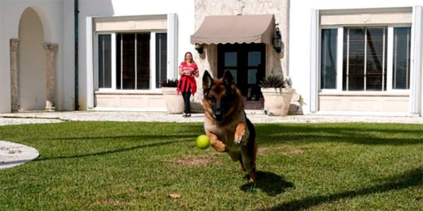 El perro más rico del mundo vende su casa en Miami, así vivía en la lujosa mansión (FOTOS)