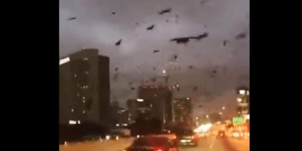 Misterioso comportamiento de aves desconcertó a los habitantes de Houston