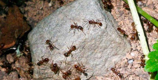 Bolivia: muere mujer atada por una turba a un árbol plagado de hormigas