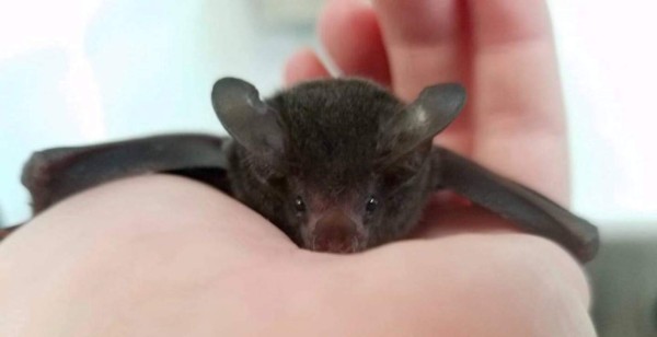 ¿Qué animal te representa según el horóscopo maya?&nbsp;&nbsp;