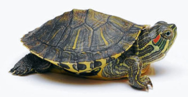 Un galápago muy delicado