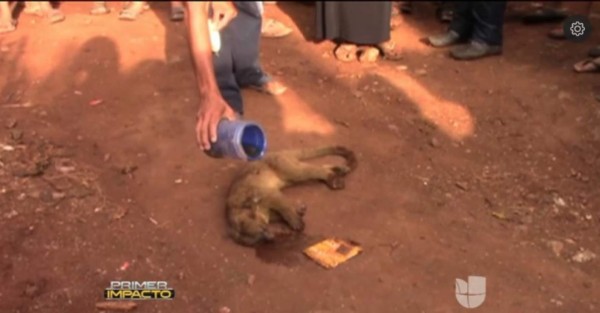 Queman a un animal en peligro de extinción al creer que era 'chupacabras”