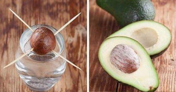 Mira lo que ocurre si clavas cuatro palillos en la semilla de un aguacate ¡Te encantará!