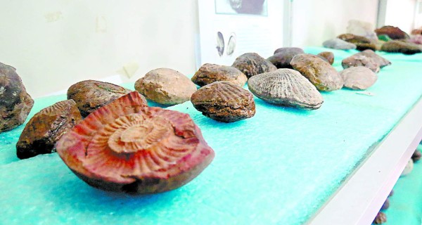 Hallazgo de fósiles revela que existió un mar en lo que hoy es Comayagua