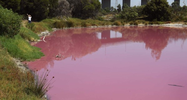 FOTOS: El extraño lago rosado que se ha convertido en un atractivo turístico en Australia
