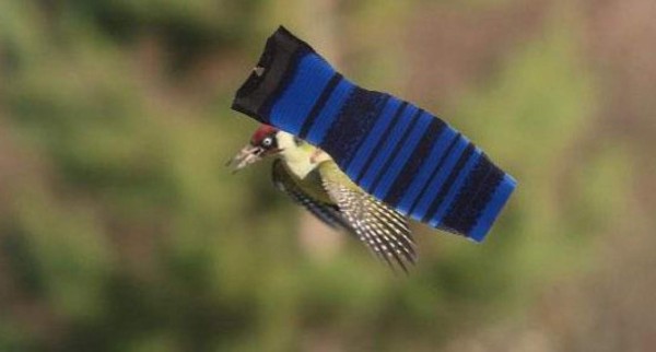 El pájaro y la comadreja no se salvaron de los memes