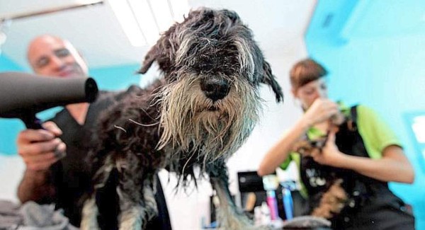 Acabe con los patacones y garrapatas de su mascota
