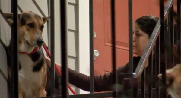 Un perro espera a su dueño por semanas sin darse cuenta que este ya había muerto