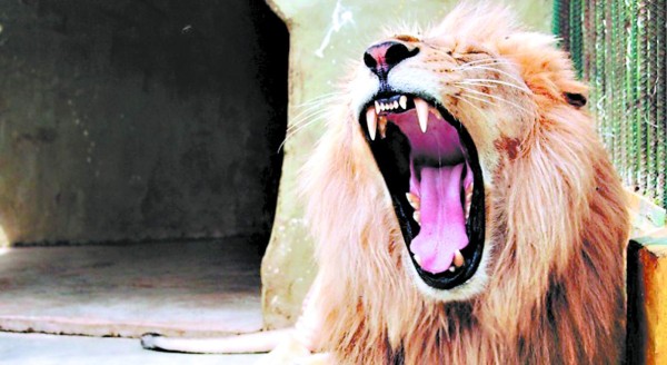 Por comelones cambiarán tres leones por una jirafa en zoológico Joya Grande