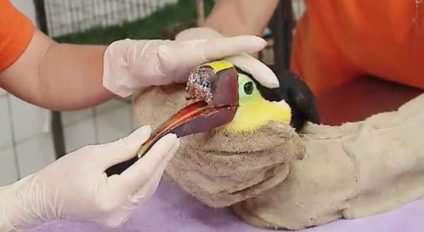 Atacaron un tucán y le arrancaron el pico en Costa Rica