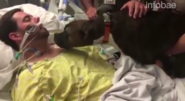 Facebook: emotivo último adiós de perra a su amo conmueve al mundo