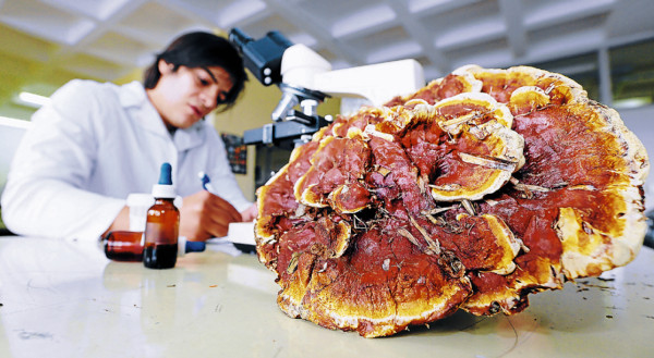 Cultivan hongos para saciar el hambre y sanar