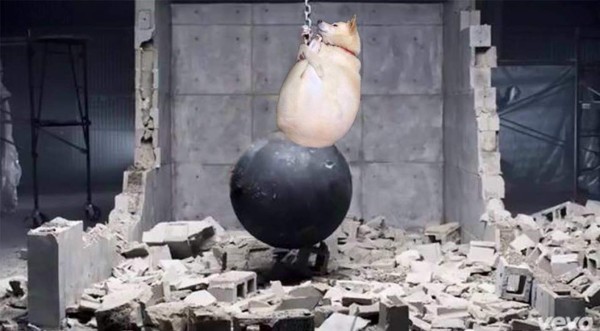 Ni los perros se salvan de la creatividad de las personas con el Photoshop