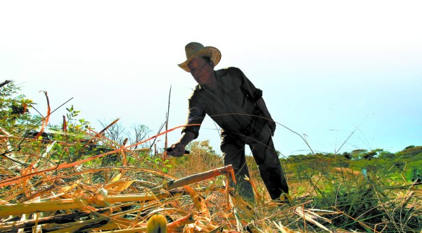 L. 1,500 millones van a 150 mil productores