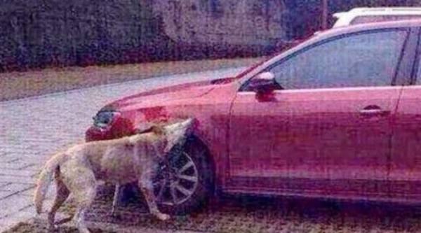 'Dulce' venganza de un perro