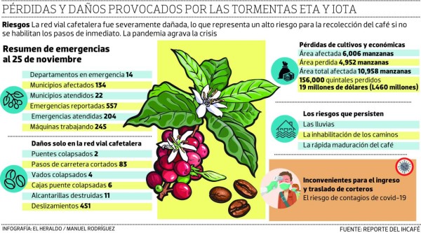 En alto riesgo de triplicarse las pérdidas en la cosecha de café