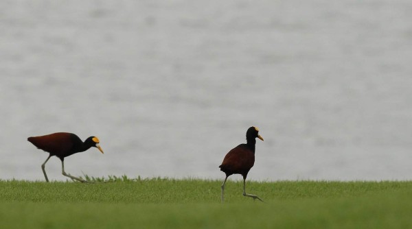 El calor arropa a los golfistas