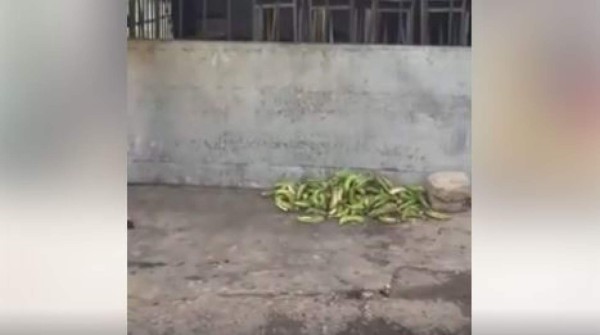 Video capta rata comiendo sobre el asador de restaurante hondureño