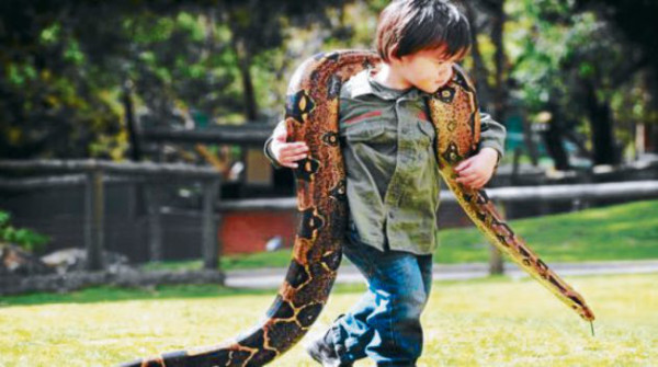 Las nuevas mascotas de adultos y niños