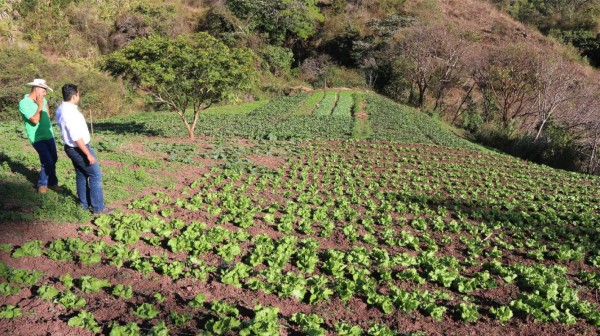 Productores de hortalizas en la capital reciben apoyo