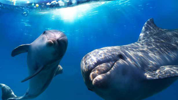 Los delfines se llaman por su nombre con silbidos únicos