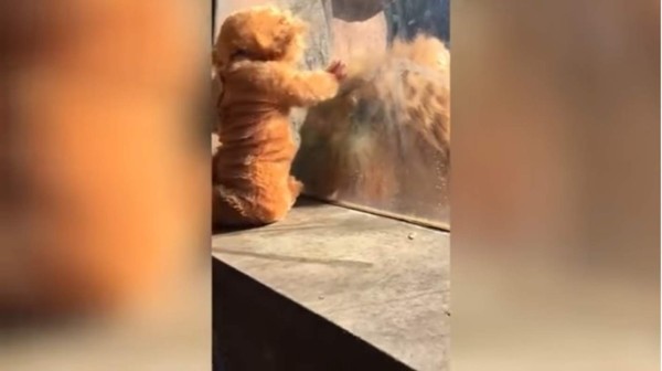 Video: El tierno encuentro entre un bebé vestido de león y el rey de la selva