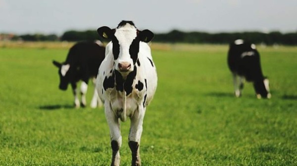 Hombre le hace cosquillas a una vaca y recibe tremenda patada