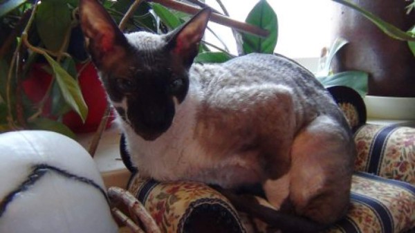 'Ratzilla', la rata gigante que aterrorizó a una familia en Suecia