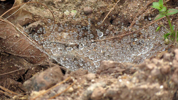 EL HERALDO te premia en el Día de la Tierra