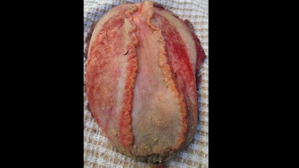 El misterioso monstruo marino que apareció en las playas australianas